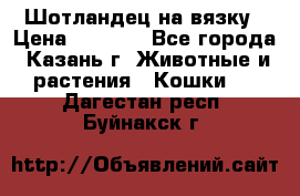 Шотландец на вязку › Цена ­ 1 000 - Все города, Казань г. Животные и растения » Кошки   . Дагестан респ.,Буйнакск г.